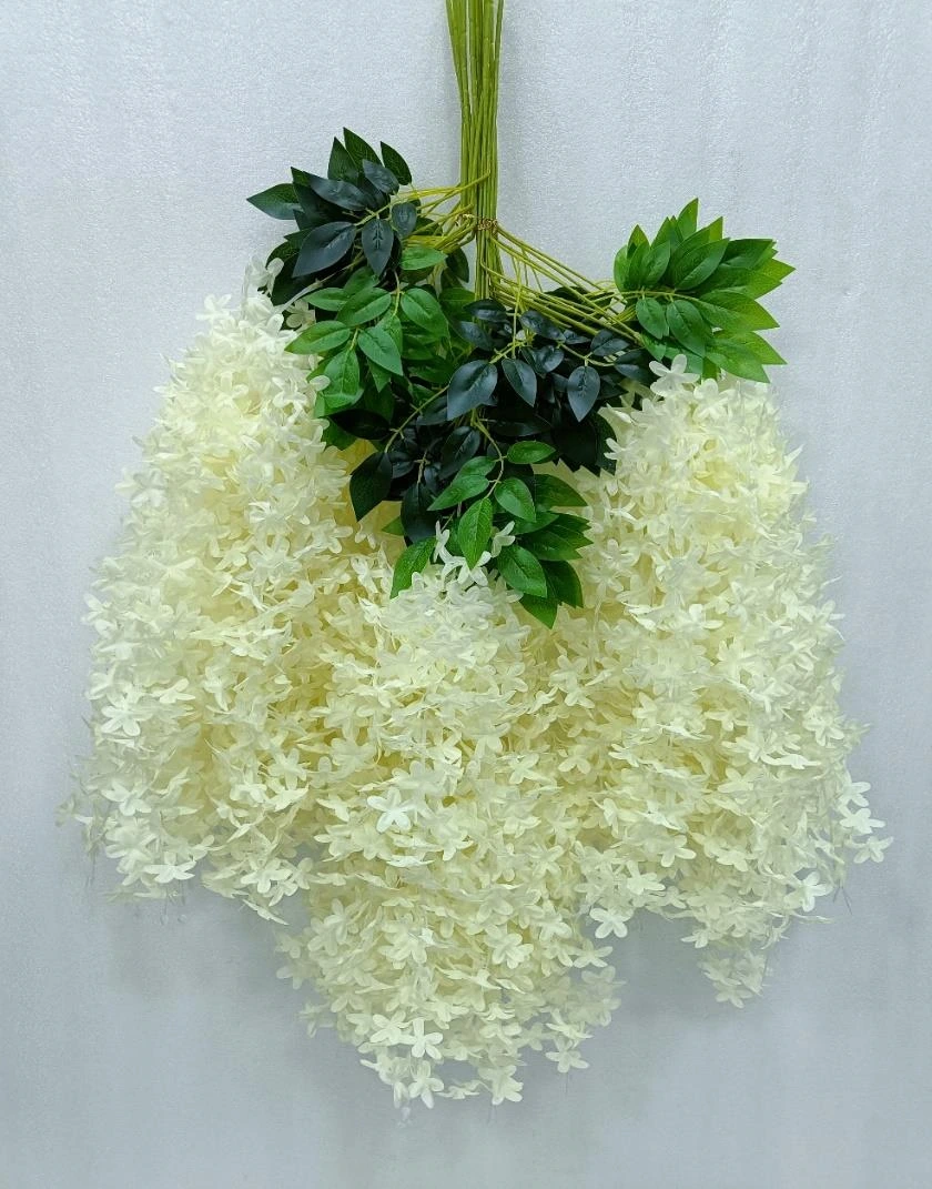 Jasmine Creeper Pack of 12 New 2023 Heavy